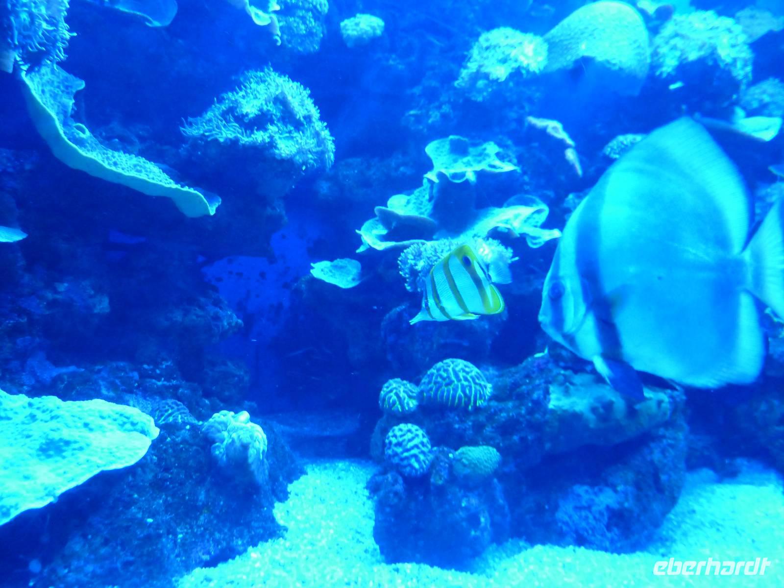 Unterwasserwelt im Palm Aquarium 