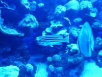 Unterwasserwelt im Palm Aquarium