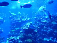 Unterwasserwelt im Palm Aquarium 