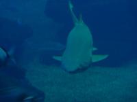 Haifisch im Palm Aquarium 