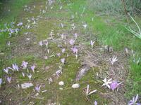 Cami de Cavalls - wilder Safran