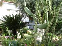 Es Migjorn Gran - Vorgarten