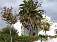 Es Migjorn Gran - Vorgarten