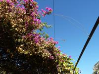 Gärten von Alfàbia (10)