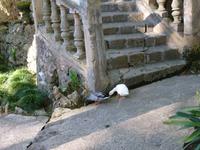 Gärten von Alfàbia (13)