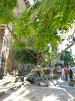 Gärten von Alfàbia (2)