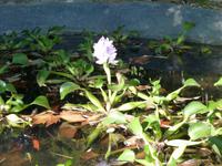 Gärten von Alfàbia-Seelilie