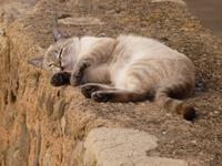 Katze in Port de Sóller