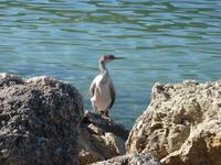 Port d’Andratx (2)