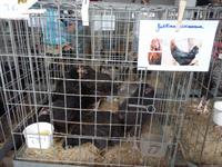 Wochenmarkt in Sineu (5)