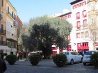 Olivenbaum gegenüber dem Rathaus von Palma