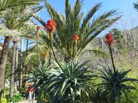 Son Marroig – im kleinen Garten