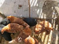 Markttag in Sineu - der Mittwoch