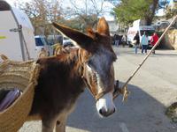Markttag in Sineu - der Mittwoch