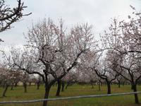 Mandelblüte auf Mallorca