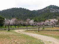 Mandelblüte auf Mallorca