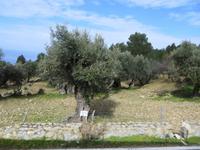 Alte Olivenbäume in Estellencs