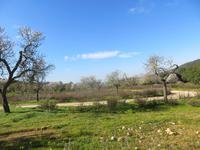 Mandelblüte auf Mallorca
