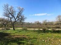 Mandelblüte auf Mallorca