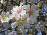 Mandelblüte auf Mallorca