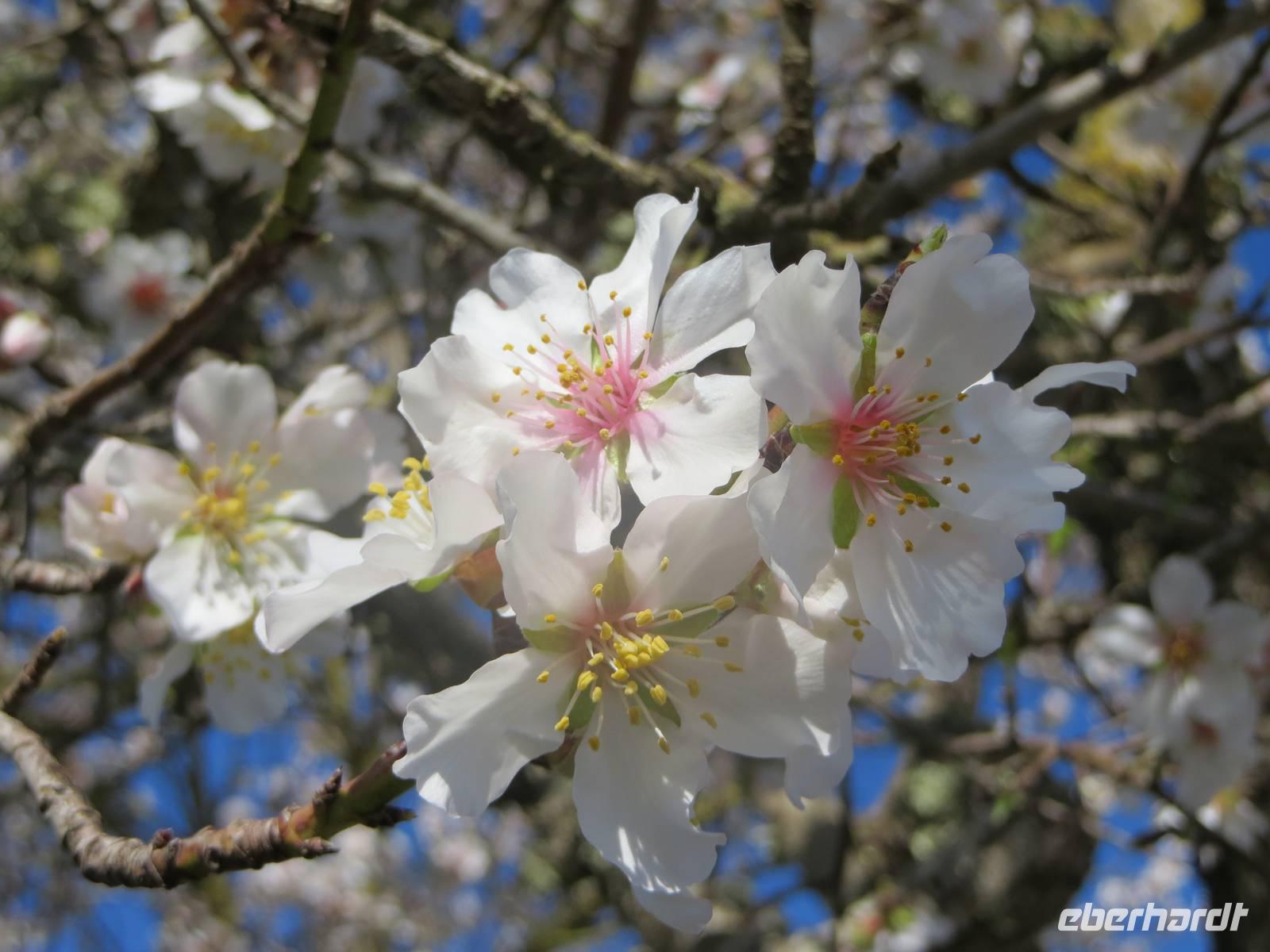 Mandelblüte auf Mallorca