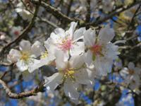 Mandelblüte auf Mallorca