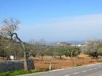 Mandelblüte auf Mallorca