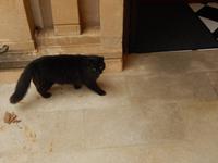 Bahnhofskater Soller