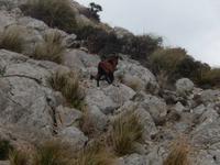 Ziegen an der Küste Formentor