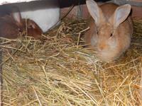 Osterhasen La Granja