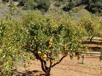 immer wieder ein Foto wert - Orangenbäume