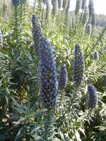 Mallorca Insel der Träume 05.04.-12.04.15