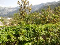 Orangen und Zitronen wachsen überall auf Mallorca. Auch entlang der Bahnstrecke