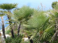 Überall wachsen auf Mallorca Palmen