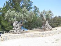 Olivenbäume wachsen allerorten auf Mallorca