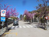 Frühling ist eine herrliche Zeit. Auch in Valldemossa