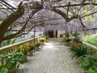 Es blüht auf Alfabia