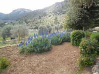 Noch mehr Blumen auf Alfabia