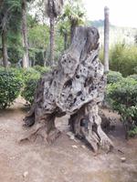 Das war einmal ein Olivenbaum auf Alfabia