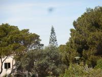 Etagenbaum nahe der Drachenhöhle
