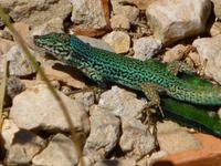 Echsen La Mola Formentera