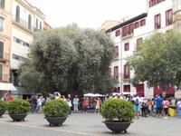 alter Olivenbaum Palma