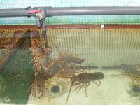 Langusten in Fornells