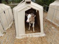 Nachwuchs vom Kuhhof