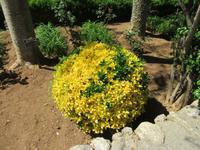 Alfabia (13)