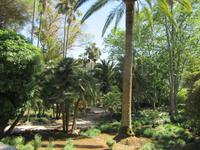 Alfabia (16)