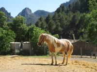 Alfabia (37)