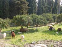 Alfabia arabische Gärten