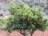 Alfabia