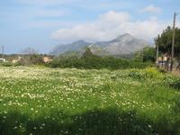 Altstadt von Alcudia